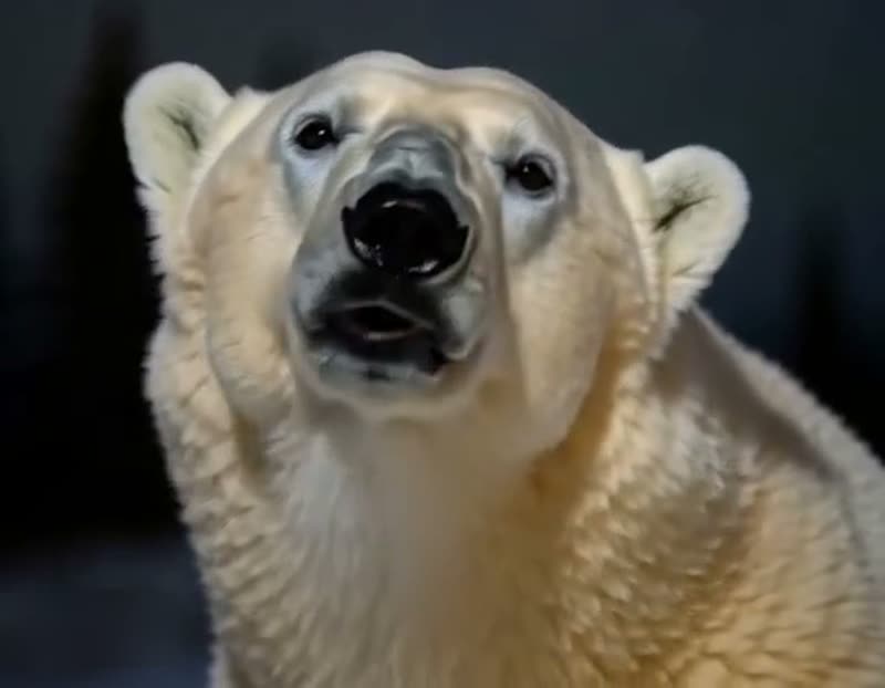 The original Remember November polar bear Polar Bear 2026 reel by @bigbakdiskk28