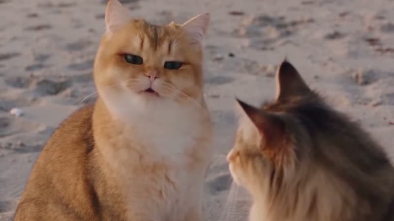 The original Raindance cats Raindance reel by @yikes_301