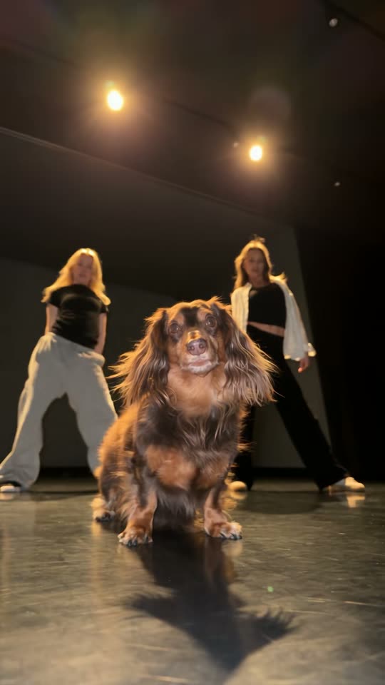 The original Single Ladies Dog reel by @king_odiee